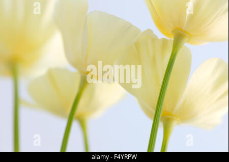 Bianco crema California Papaveri (Eschscholzia californica). Fiori crema contro uno sfondo bianco. Foto Stock