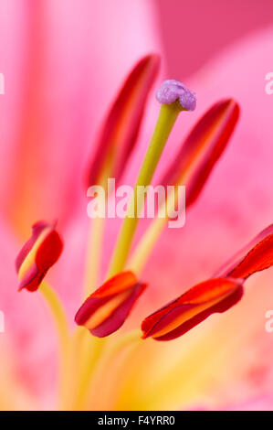 Extreme close-up di un giglio colore rosa Foto Stock