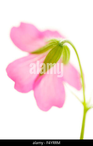 Geranium endressii 'Beholder's eye' (Cranesbill). Close-up del retro del fiore rosa contro uno sfondo bianco. Foto Stock