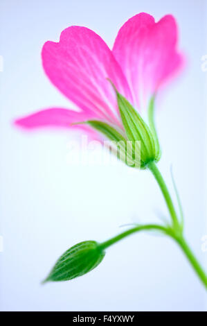 Geranium endressii 'Beholder's eye' (Cranesbill). Retro del fiore rosa contro uno sfondo semplice. Foto Stock