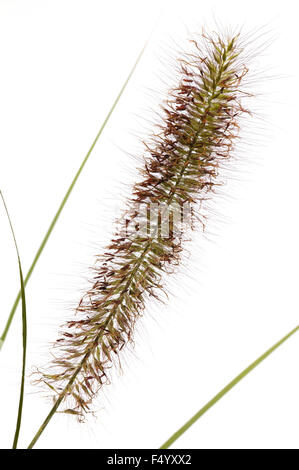 Pennisetum alopecuroides (Fontana erba). Close up fiore spike contro uno sfondo bianco. Foto Stock