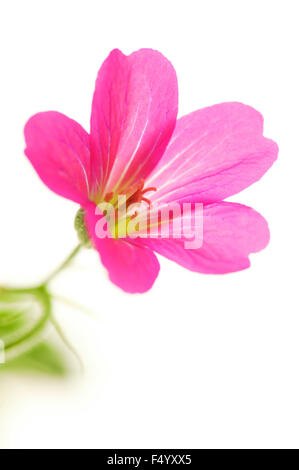 Geranium endressii 'Beholder's eye' (Cranesbill). Close-up di tromba a forma di fiore rosa contro uno sfondo bianco. Foto Stock