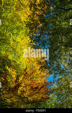 Colori brillanti di autunno. Cercando nei rami di colore luminoso di foglie di faggio contro un cielo blu. Foto Stock