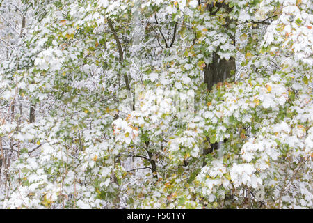 Prima insorgenza dell'inverno, Acero (Acer sp.) lascia coperta di neve Hesse, Germania Foto Stock