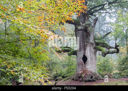 Farnia (Quercus robur) in Urwald Sababurg, autunno, Hesse, Germania Foto Stock