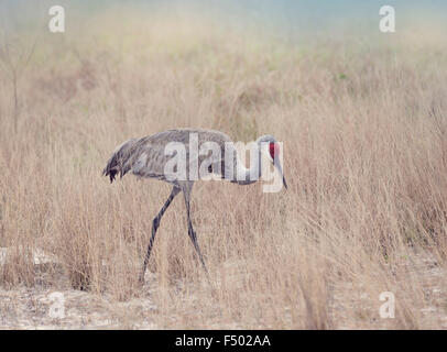 Sandhill gru a piedi attraverso erba alta Foto Stock