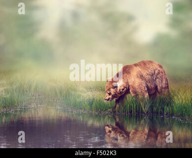 Orso bruno vicino al laghetto con la riflessione Foto Stock