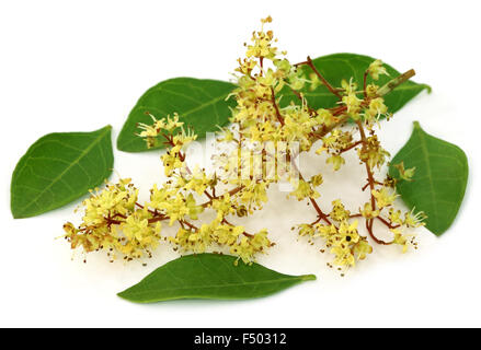 Foglie di hennè con fiore su sfondo bianco Foto Stock