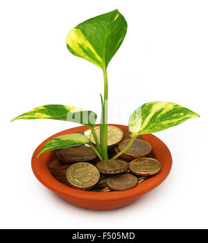 Denaro pianta cresce da monete in una ciotola Foto Stock