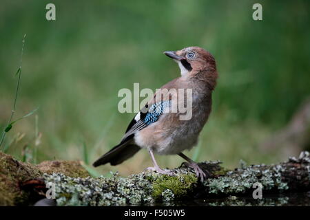 Eurasian Jay Garrulus glandarius, capretti Foto Stock