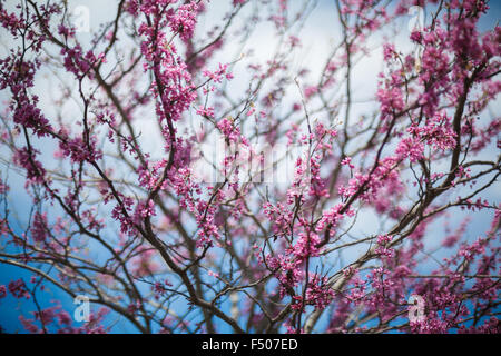 Eastern Redbud tree (Cercis canadensis) in piena fioritura in primavera Foto Stock