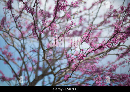Eastern Redbud tree (Cercis canadensis) in piena fioritura in primavera Foto Stock