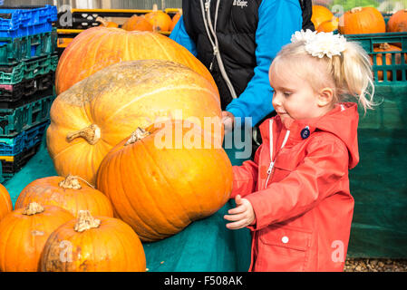 Slindon, West Sussex, Regno Unito. 25 ott 2015. 3 anno vecchio Kailani Mathieu avente Halloween divertente la scelta di zucche in Sussex sunshine a Slindon zucche, West Sussex. Credito: Julia Claxton/Alamy Live News Foto Stock