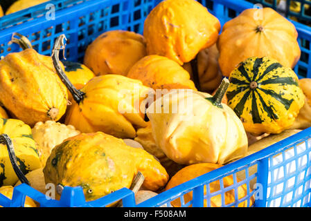 Slindon, West Sussex, Regno Unito. 25 ott 2015. Zucche, zucche e zucche in Sussex sunshine a Slindon zucche, West Sussex. Credito: Julia Claxton/Alamy Live News Foto Stock