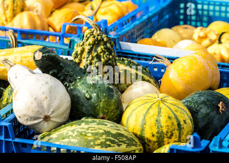 Slindon, West Sussex, Regno Unito. 25 ott 2015. Zucche, zucche e zucche in Sussex sunshine a Slindon zucche, West Sussex. Credito: Julia Claxton/Alamy Live News Foto Stock