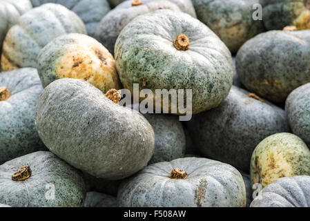 Slindon, West Sussex, Regno Unito. 25 ott 2015. Zucche in Sussex sunshine a Slindon zucche, West Sussex. Credito: Julia Claxton/Alamy Live News Foto Stock