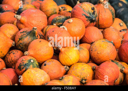 Slindon, West Sussex, Regno Unito. 25 ott 2015. Zucche in Sussex sunshine a Slindon zucche, West Sussex. Credito: Julia Claxton/Alamy Live News Foto Stock