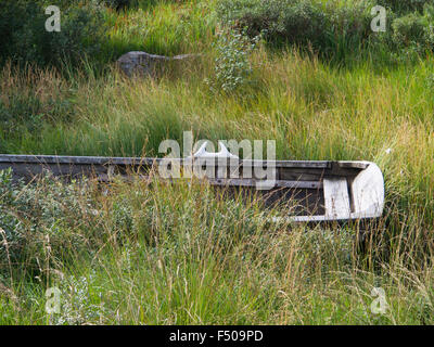 Il vecchio legno barca a remi in erba e arbusti da un piccolo lago norvegese, weathered usurato e nella necessità di riparazione Foto Stock