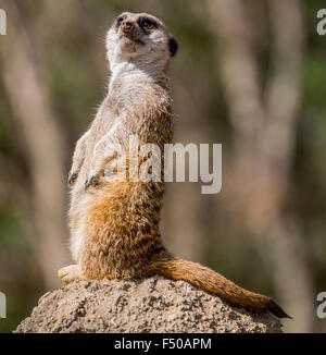 Slender-Tailed Meerkat (Suricata suricatta) Foto Stock