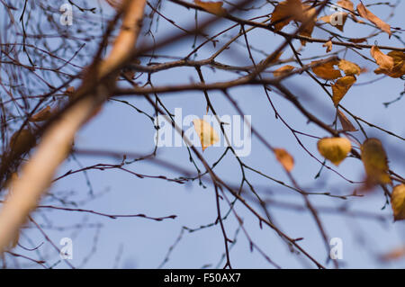 Ultimi arancio-marrone a foglie di autunno a sinistra su un albero. Foto Stock