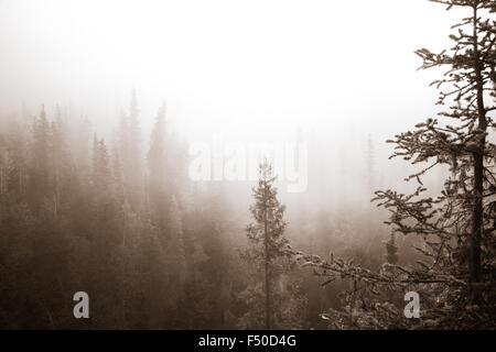 La nebbia e surreale sempreverdi. Foto Stock