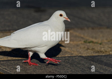 Bellissima vista di un piccione bianco camminando sulla terra Foto Stock