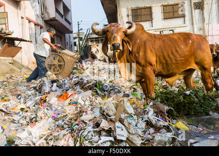 Una mucca è in piedi in un cumulo di rifiuti, mangiare in plastica e carta Foto Stock