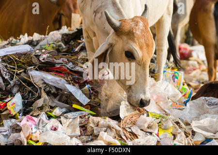 Una mucca è in piedi in un cumulo di rifiuti, mangiare in plastica e carta Foto Stock