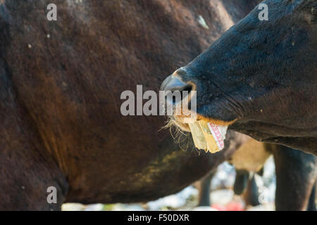 Una mucca è in piedi in un cumulo di rifiuti, mangiare in plastica e carta Foto Stock