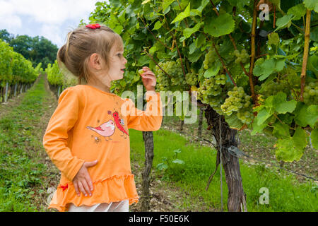 Bambina indossa una maglietta arancione è mangiare uva in un cantiere di vino Foto Stock