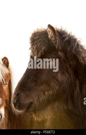 Primo piano di un giovane nero islandese di puledro con parentesi mane Foto Stock
