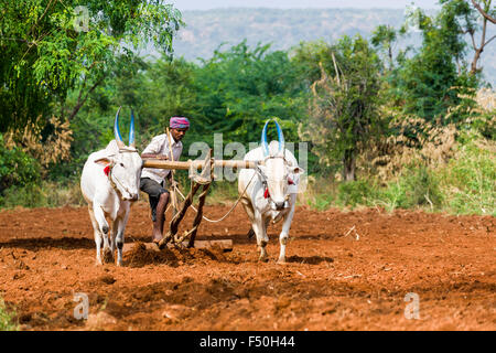 Un agricoltore aratura è un campo, utilizzando il bianco buoi per tirare l'aratro Foto Stock