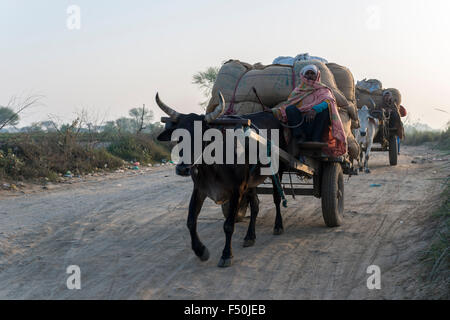 Due carrelli di giovenco si muovono attraverso i campi di mattina haze Foto Stock