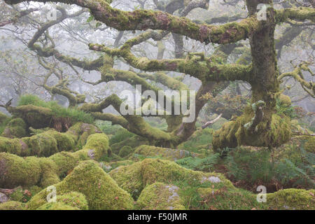 Nodose querce nella Wistman il legno nel Parco Nazionale di Dartmoor su una mattinata nebbiosa, Foto Stock
