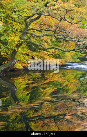 Il fiume Dart in boschi Hembury, Devon, Regno Unito Foto Stock