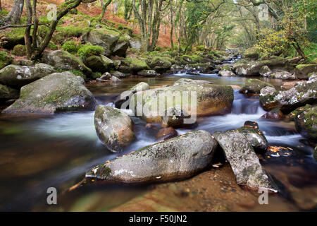 Il fiume Plym fluente attraverso Dewerstone boschi nel Parco Nazionale di Dartmoor, Devon, Regno Unito Foto Stock