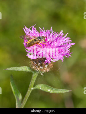 Hoverfly (Helophilus pendulus) su Creeping Thistle fiore nel prato in Settembre Foto Stock