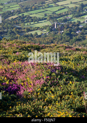 Visualizza in basso a Widecombe-nel-Moor su Dartmoor con erica e ginestre in primo piano Foto Stock