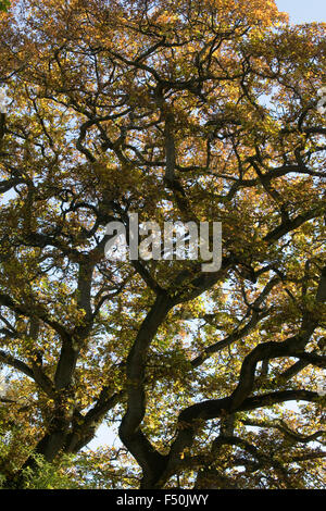 Quercus robur. Autunnale di quercia. Foto Stock