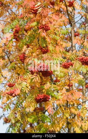 Sorbus aucuparia bacche in autunno. Foto Stock