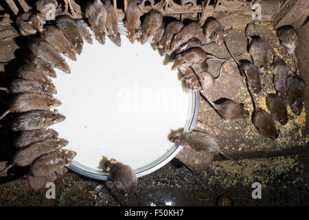 Più di 20.000 santo ratti vivono al di Karni Mata Temple, un famoso tempio indù dedicato a karni mata. È anche noto come t Foto Stock