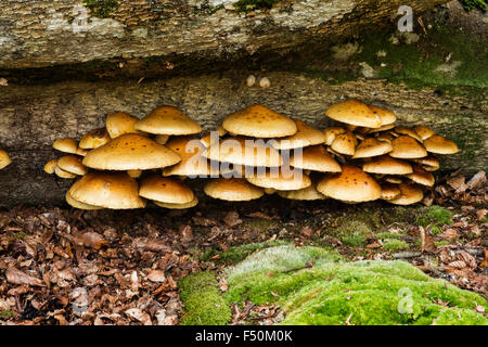 Due tonica Pholiota Foto Stock