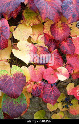 Vitis coignetiae. Crimson gloria di foglie di vite in autunno. Foto Stock