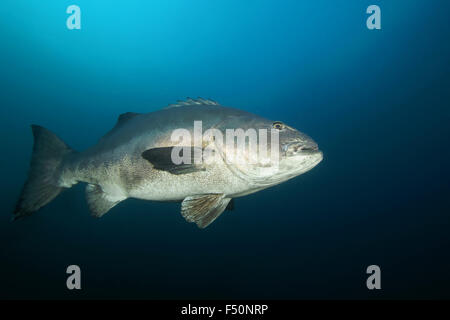 Il gigante di pesce Black Sea Bass nuoto attraverso alghe kelp forest sott'acqua di Catalina Island, California reef Foto Stock