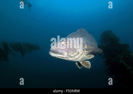 Il gigante di pesce Black Sea Bass nuoto attraverso alghe kelp forest sott'acqua di Catalina Island, California reef Foto Stock