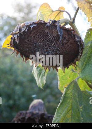 Olio di semi di girasole in testa un giardino irlandese Foto Stock