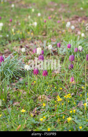 Viola e bianco Fritillaria meleagris, snake giglio di testa o fritillary, crescendo in primavera nel Surrey, Regno Unito Foto Stock