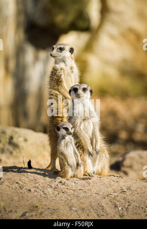 Un meerkat (suricata suricatta) famiglia, il maschio è in piedi, le donne e i bambini sono seduti a terra Foto Stock
