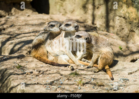 Tre Meerkats (Suricata suricatta) sono seduto su una roccia Foto Stock