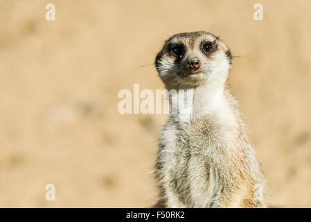 Un ritratto di un Meerkat (Suricata suricatta) Foto Stock